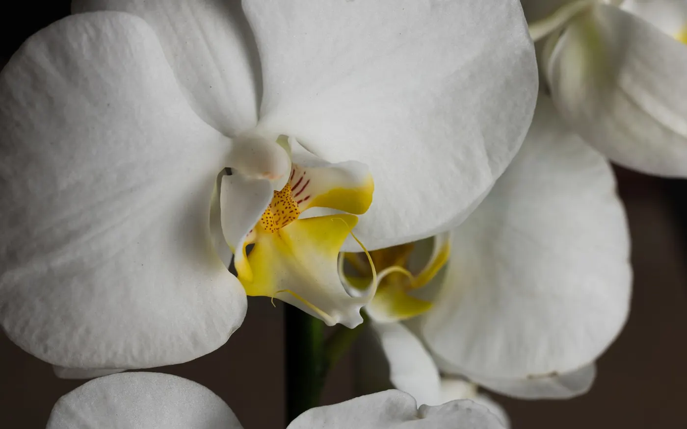 Detail bílé orchideje se žlutým středem